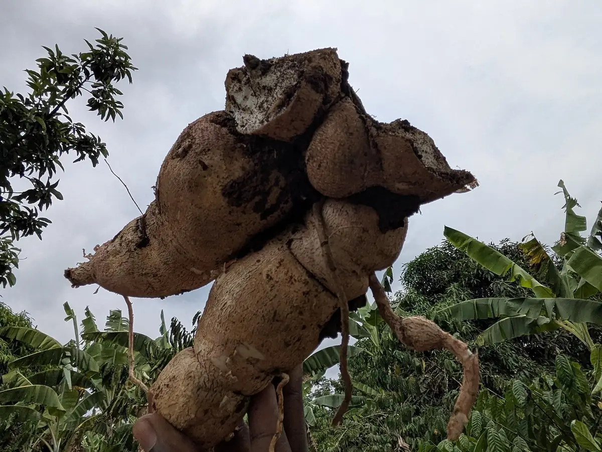 Photo : Manioc