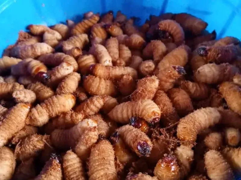 Photo : Larves comestibles de charançon du palmier